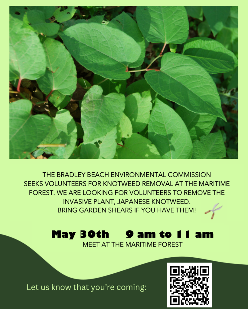 Knotweed Removal Flyer 5-30-2026